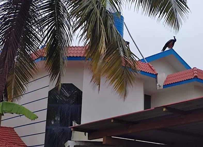 Image Alternative text